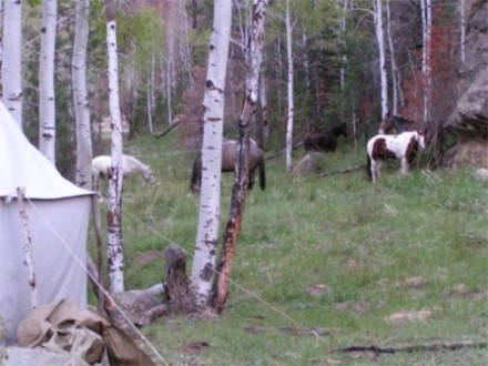A wilderness adventure scene you will visit in person on our horseback riding trips
